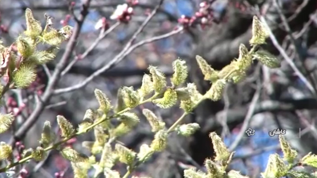  آغاز برداشت یکی از اصیل‌ترین گیاهان دارویی ایران