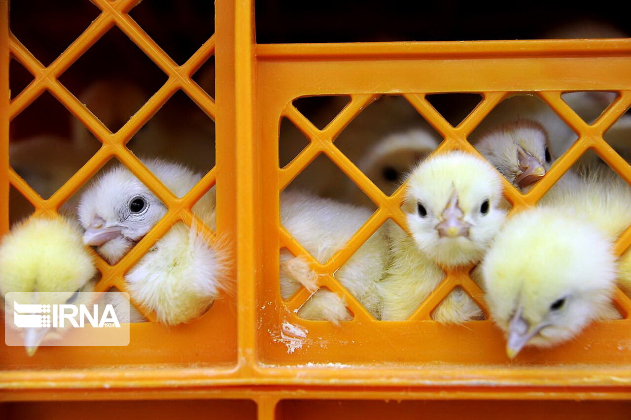 زلزله، سیل، کورونا و بزودی قحطی و گرسنگی 