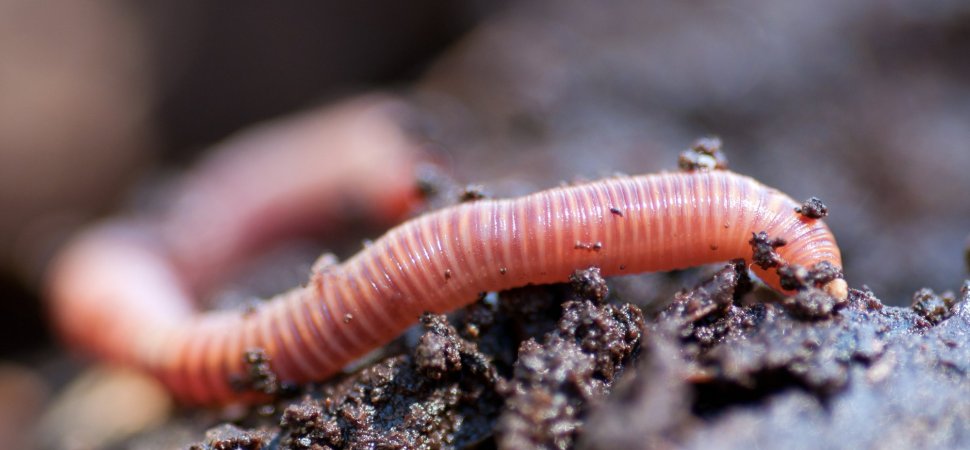  یک کرم احتمالا جد مشترک همه جانوران جهان است! 