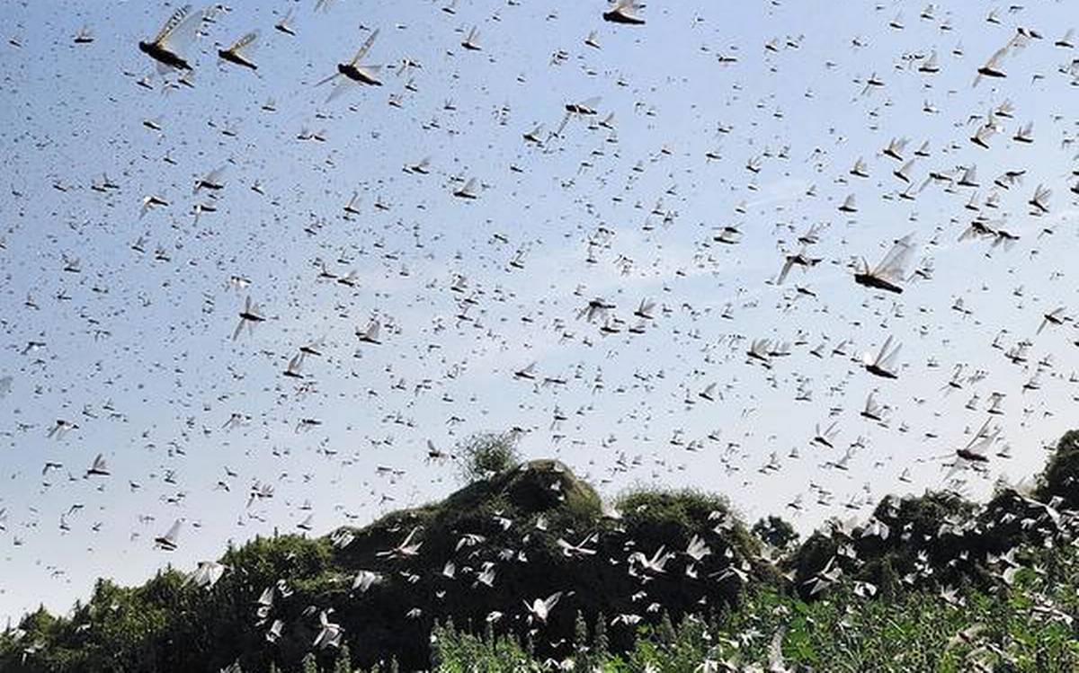 رئیس سازمان حفظ نباتات ایران، روز یکشنبه ۳۱ فروردین/ ۱۹ آوریل، از حمله حجم بسیار گسترده‌ ملخ‌های صحرایی به کشور خبر داد