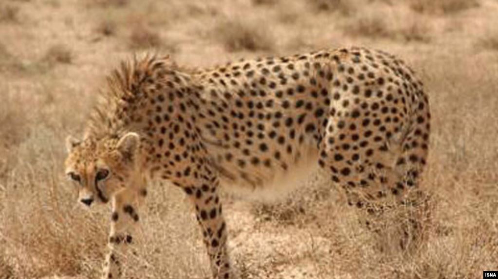  "کمتر از ۴۰ یوزپلنگ ایرانی باقیمانده است"