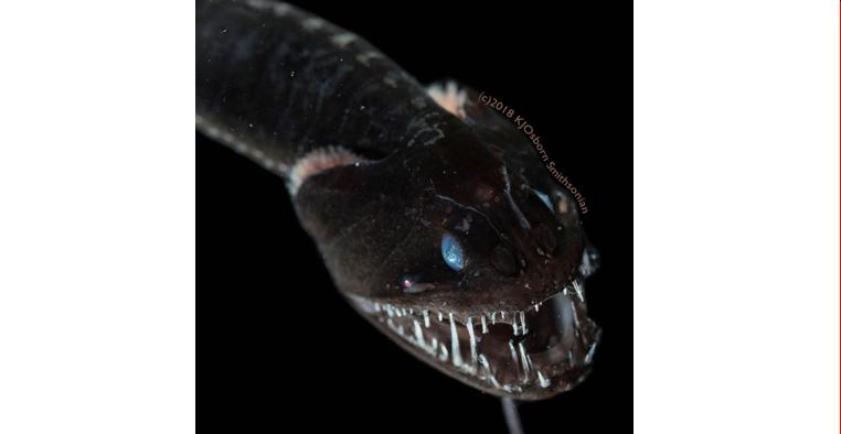 عکس گرفتن از اژدهای فوق‌سیاه اقیانوس آرام کار سختی است