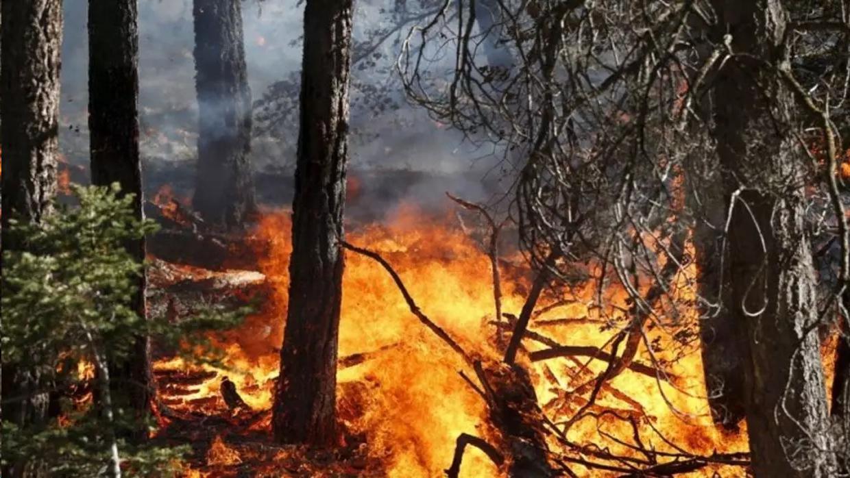 صدها گونۀ گیاهی و جانوری در آتش سوزی جنگل های خائیز سوختند. MehrNews.com