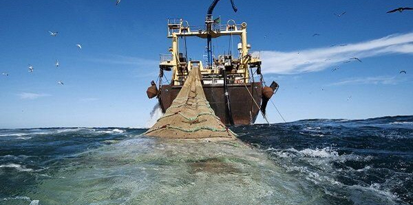 صید بی‌رویه در دریاهای جنوب ایران