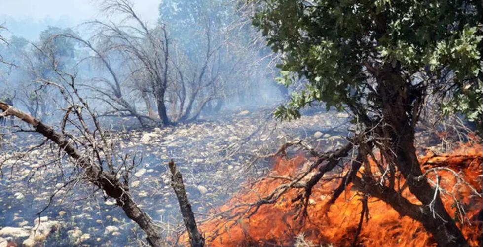 رییس اداره منابع طبیعی شهرستان دنا، روز یک‌شنبه ۱۸ خرداد، از وقوع آتش‌سوزی شدید در جنگل‌ها و مراتع این شهرستان خبر داد. © MEHR