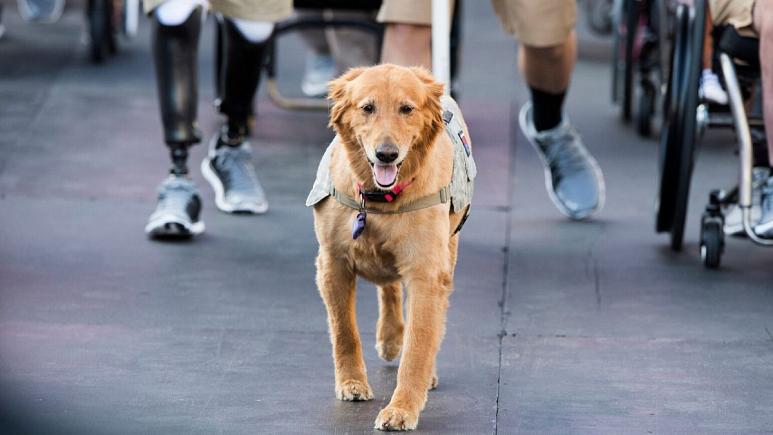 آموزش سگ ها -کپی رایت  EJ Hersom/ US DoD