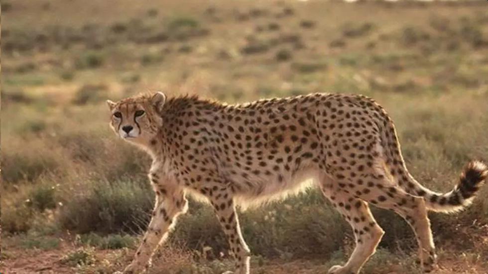 ۵ قلاده یوزپلنگ ایرانی در منطقه خارتوران در استان سمنان مشاهده شد.