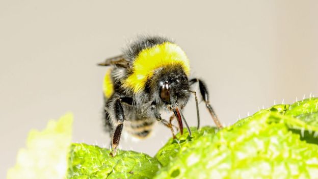 زنبورهای مخملی برای زودتر گل دادن به گیاهان 'کلک می‌زنند'