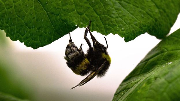 Bee 3