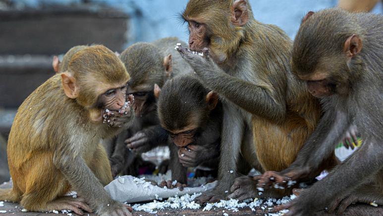 Monkeys eat puffed rice distributed by social workers near a Hindu temple during nationwide lockdown in Gauhati, India   -   کپی رایت  AP Photo