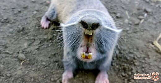 موشی غول پیکر در برزیل کشف شد